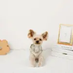 チューリップ柄ハーネス+リードSET【名入れ刺繍対応】 - 画像 (6)