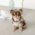 チューリップ柄ハーネス+リードSET【名入れ刺繍対応】 - 画像 (7)