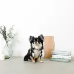 チューリップ柄ハーネス+リードSET【名入れ刺繍対応】 - 画像 (10)