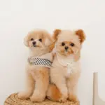 フード付きボーダーハーネス+リードSET【名入れ刺繍対応】 - 画像 (5)