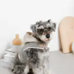 フード付きボーダーハーネス+リードSET【名入れ刺繍対応】 - 画像 (6)