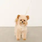 フード付きボーダーハーネス+リードSET【名入れ刺繍対応】 - 画像 (10)