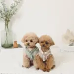 反射ほし柄ハーネス - 画像 (2)