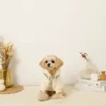 反射ほし柄ハーネス - 画像 (9)