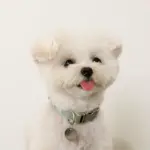 反射ほし柄バックルカラー【名入れ彫刻対応】 - 画像 (3)