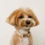 反射ほし柄バックルカラー【名入れ彫刻対応】 - 画像 (4)