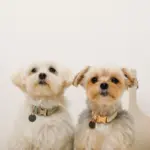 反射ほし柄バックルカラー【名入れ彫刻対応】 - 画像 (5)