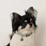 反射ほし柄バックルカラー【名入れ彫刻対応】 - 画像 (6)