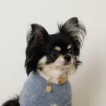 反射ほし柄バックルカラー【名入れ彫刻対応】 - 画像 (7)