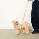 2way反射ほし柄リード - 画像 (5)