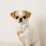 くまさんプリントバックルカラー＋リードSET【名入れ彫刻対応】 - 画像 (2)