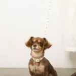 くまさんプリントバックルカラー＋リードSET【名入れ彫刻対応】 - 画像 (6)