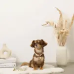 くまさんプリントバックルカラー＋リードSET【名入れ彫刻対応】 - 画像 (7)