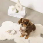 くまさんプリントバックルカラー＋リードSET【名入れ彫刻対応】 - 画像 (8)