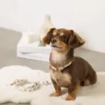 くまさんプリントバックルカラー＋リードSET【名入れ彫刻対応】 - 画像 (9)