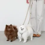 シンプルベーシックカラー継ぎ足しリード - 画像 (3)