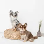 コードチョーカー - 画像 (3)