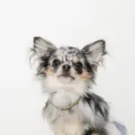 コードチョーカー - 画像 (7)