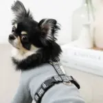 ギンガムチェックハーネス+リードSET【名入れ刺繍対応】 - 画像 (3)