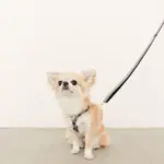 ギンガムチェックハーネス+リードSET【名入れ刺繍対応】 - 画像 (9)