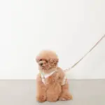 ギンガムチェックハーネス+リードSET【名入れ刺繍対応】 - 画像 (10)