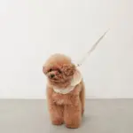 フード付きボーダーハーネス+リードSET【旧モデル】 - 画像 (4)