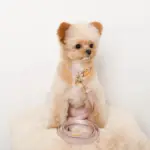 エコスエードカラー＋リードSET【名入れ彫刻対応】 - 画像 (3)