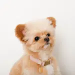 エコスエードカラー＋リードSET【名入れ彫刻対応】 - 画像 (4)