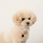 エコスエードカラー＋リードSET【名入れ彫刻対応】 - 画像 (5)