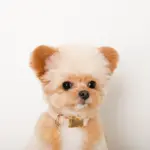 エコスエードカラー＋リードSET【名入れ彫刻対応】 - 画像 (6)