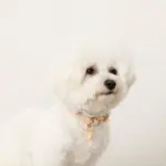 エコスエードカラー＋リードSET【名入れ彫刻対応】 - 画像 (7)