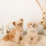 エコスエードカラー＋リードSET【名入れ彫刻対応】 - 画像 (8)