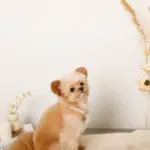 エコスエードカラー＋リードSET【名入れ彫刻対応】 - 画像 (9)