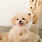 エコスエードカラー＋リードSET【名入れ彫刻対応】 - 画像 (10)