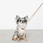 ボーダー冷感ハーネス＋リードSET【名入れ刺繍対応】 - 画像 (2)