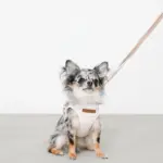 ボーダー冷感ハーネス＋リードSET【名入れ刺繍対応】 - 画像 (5)