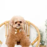 チェックカラー＋リードSET【名入れ彫刻対応】 - 画像 (3)