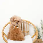 チェックカラー＋リードSET【名入れ彫刻対応】 - 画像 (4)