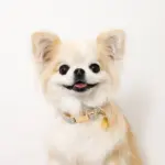 チェックカラー＋リードSET【名入れ彫刻対応】 - 画像 (5)