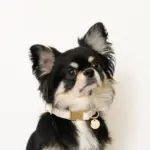 チェックカラー＋リードSET【名入れ彫刻対応】 - 画像 (6)