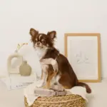 ボアコンビハーネス＋リードSET【名入れ刺繍対応】 - 画像 (3)