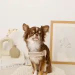 ボアコンビハーネス＋リードSET【名入れ刺繍対応】 - 画像 (4)