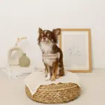 ボアコンビハーネス＋リードSET【名入れ刺繍対応】 - 画像 (5)