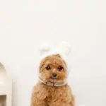 うさぎ耳付きフードファーハーネス - 画像 (4)