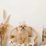 うさぎ耳付きフードファーハーネス - 画像 (6)