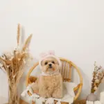 うさぎ耳付きフードファーハーネス - 画像 (7)