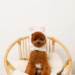 うさぎ耳付きフードファーハーネス - 画像 (8)