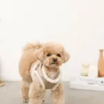 エコレザーボアMIXハーネス+リードSET【名入れ刺繍対応】 - 画像 (3)