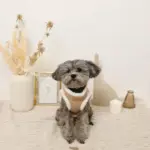 エコレザーボアMIXハーネス+リードSET【名入れ刺繍対応】 - 画像 (5)