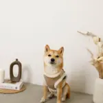 エコレザーボアMIXハーネス+リードSET【名入れ刺繍対応】 - 画像 (6)